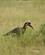 231 Hornravn Murchison Falls N.P. Uganda Anne Vibeke Rejser DSC03420