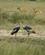 233 Krontraner Ugandas Nationalfugl Murchison Falls N.P. Uganda Anne Vibeke Rejser DSC03440