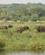 311 Elefanter Paa Flodbrinken Victoria Nilen Murchison Falls N.P. Uganda Anne Vibeke Rejser DSC03596