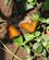 401 Sommerfugle I Budongo Forest Reserve Uganda Anne Vibeke Rejser IMG 9156