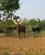 439 Langhornet Ankole Kvaeg Uganda Anne Vibeke Rejser IMG 9214