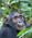 500 Chimpanse I Kibale Forest N.P. Uganda Anne Vibeke Rejser DSC03768