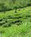 512 Teplantage Uganda Anne Vibeke Rejser IMG 9247