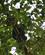 550 Chimpanse I Traeet Over Os Kibale Forest N.P. Uganda Anne Vibeke Rejser DSC03649