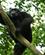 552 Chimpansen Er Urolig Og Forsvinder Under Vilde Hyl Kibale Forest N.P. Uganda Anne Vibeke Rejser DSC03752