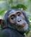 560 Chimpanse Som Roligt Ser Til Mens Vi Fotograferer Kibale Forest N.P. Uganda Anne Vibeke Rejser DSC03771
