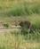 714 Leoparderne Lister Vaek Queen Elisabeth N.P. Uganda Anne Vibeke Rejser DSC03870