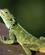 765 Agama I Smukke Groen Gule Farver Queen Elisabeth N.P. Uganda Anne Vibeke Rejser DSC04184