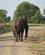 770 Enlig Elefant Queen Elisabeth N.P. Uganda Anne Vibeke Rejser DSC04199