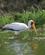 801 Afrikansk Skovstork Kazinga Kanalen Uganda Anne Vibeke Rejser DSC04011