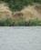 810 Badende I Kazinga Kanalen Uganda Anne Vibeke Rejser DSC04114