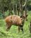1033 Skriftantilope Lake Mburo N.P. Uganda Anne Vibeke Rejser DSC04331