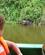 1105 Boeffel Koeler Sig I Vandet Lake Mburo N.P. Uganda Anne Vibeke Rejser IMG 9502
