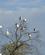 3308 Ibis Slaar Sig Ned For Natten Zambezifloden Livingstone Zambia Anne Vibeke Rejser DSC02226