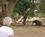 100 Elefant I Marula Lodge South Luangwa National Park Zambia Anne Vibeke Rejser IMG 9508