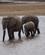 103 Elefanterne Krydser Luangwa Floden South Luangwa N.P. Zambia Anne Vibeke Rejser DSC04900