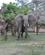 110 Elefanter I Marula Lodge South Luangwa National Park Zambia Anne Vibeke Rejser IMG 9514