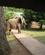 112 Elefanterne Gaar Gennem Lodgen Marula Lodge South Luangwa N.P. Zambia Anne Vibeke Rejser IMG 9538