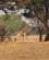 202 Den Yndefulde Giraf South Luangwa National Park Zambia Anne Vibeke Rejser DSC04786