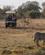 204 Zebra South Luangwa National Park Zambia Anne Vibeke Rejser DSC04906