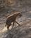 210 Plettet Hyaene South Luangwa National Park Zambia Anne Vibeke Rejser DSC04910