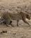 250 Leopard South Luangwa N.P. Zambia Anne Vibeke Rejser DSC05008