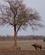280 Afrikanske Boefler South Luangwa N.P. Zambia Anne Vibeke Rejser DSC05076