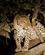 292 Leoparden Bliver Forstyrret South Luangwa N.P. Zambia Anne Vibeke Rejser DSC04979