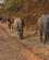 203 Elefanter Langs Vejen South Luangwa N.P. Zambia Anne Vibeke Rejser DSC04744