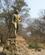 124 Statue Af Doktor Livingstone Victoria Falls N.P. Zimbabwe Anne Vibeke Rejser IMG 6217