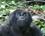 400 Bjerggorilla I Bwindi Impenetrable Forest National Park Uganda Anne Vibeke Rejser PICT0088