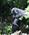 401 Silverback Bjerggorilla I Bwindi Impenetrable Forest National Park Uganda Anne Vibeke Rejser PICT0187
