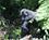 401 Silverback Bjerggorilla I Bwindi Impenetrable Forest National Park Uganda Anne Vibeke Rejser PICT0187