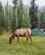 153 Elk Mellem Teltene Paa Whistlers Campground Alberta Canada Anne Vibeke Rejser