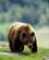 270 Grizzly Bjoern I Jasper National Park Alberta Canada Anne Vibeke Rejser