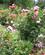 504 Masser Af Buketroser Portland Rose Test Garden Portland Oregon USA Anne Vibeke Rejser IMG 1364