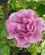 505 Mary Rose Portland Rose Test Garden Portland Oregon USA Anne Vibeke Rejser IMG 1361