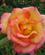 506 Jules Verne Rose Portland Rose Test Garden Portland Oregon USA Anne Vibeke Rejser IMG 1365
