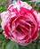 507 Eden Rose Portland Rose Test Garden Portland Oregon USA Anne Vibeke Rejser IMG 1367
