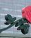 517 Portland Er Rosernes By Portland Oregon USA Anne Vibeke Rejser IMG 1405