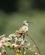562 Kolibri Oregon USA Anne Vibeke Rejser DSC01276