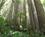 600 Redwood Traeer Trees Of Mystery Klamath Trees Of Mystery I Klamath Californien USA Anne Vibeke Rejs IMG 1526