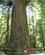 610 Blandt Enorme Redwood Traeer Trees Of Mystery I Klamath Californien USA Anne Vibeke Rejser IMG 1532