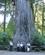 640 Big Tree I Jedediah Smith Redwoods State Park Californien USA Anne Vibeke Rejser IMG 1570