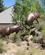 830 Bronzeskulptur Med Kaempende Elk High Desert Museum Oregon USA Anne Vibeke Rejser IMG 1631