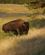 1650 Bison Yellowstone National Park Wyoming USA Anne Vibeke Rejser DSC01762