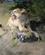 1694 Puma (Bjergloeve) Yellowstone National Park Wyoming USA Anne Vibeke Rejser IMG 2034