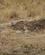 1824 Praeriehund I Sit Jordhul First Peoples Buffalo Jump State Park Ulm Montana USA Anne Vibeke Rejser DSC01822