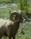 2150 Bighorn Sheep Jasper National Park Alberta Canada Anne Vibeke Rejser DSC01905