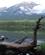 2224 Traestammer Ved Soeen Pyramid Island Jasper National Park Alberta Canada Anne Vibeke Rejser IMG 2392